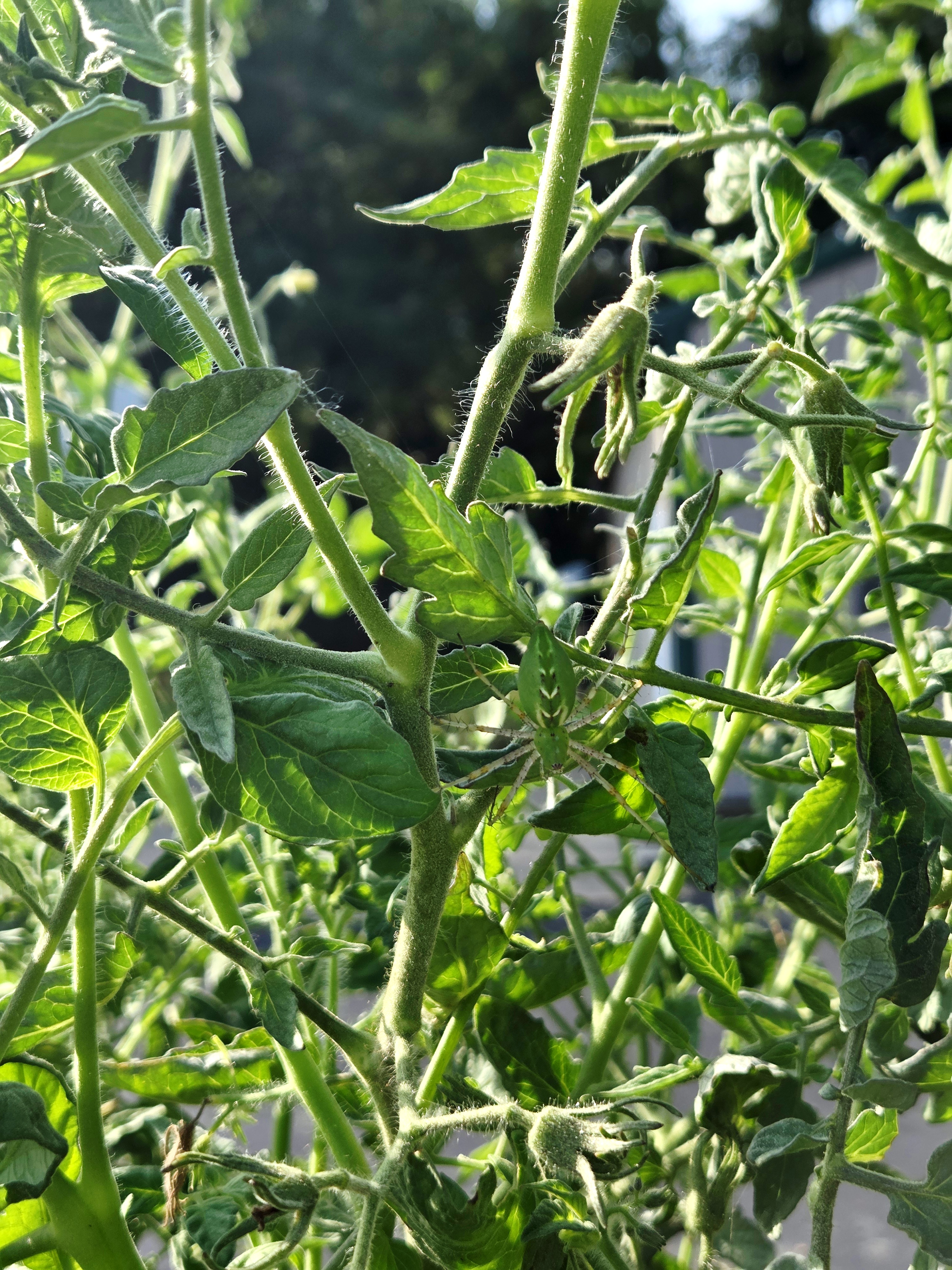 Green garden spider on a tomato plant