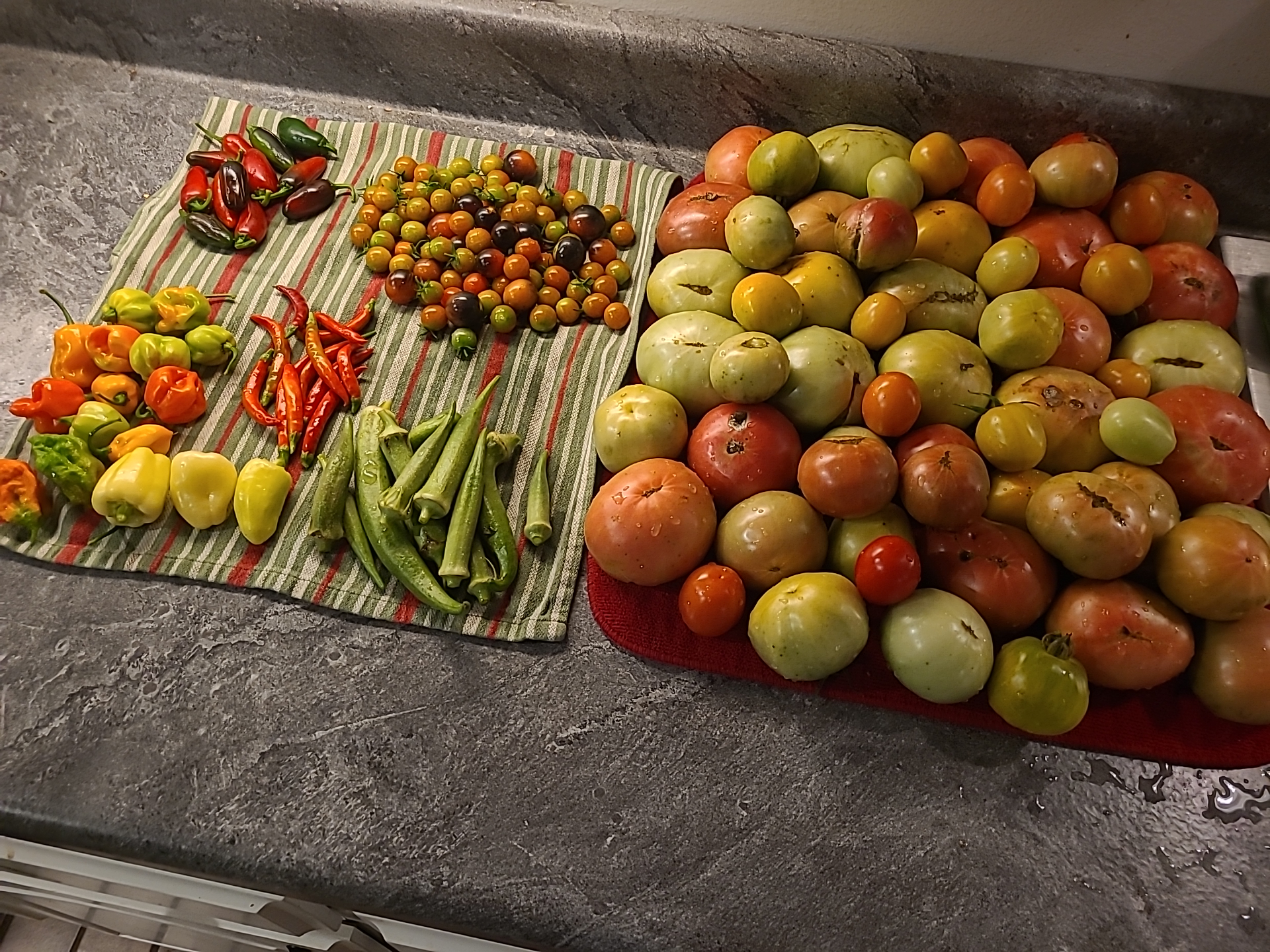 Fresh harvest of tomatoes, peppers, and okra